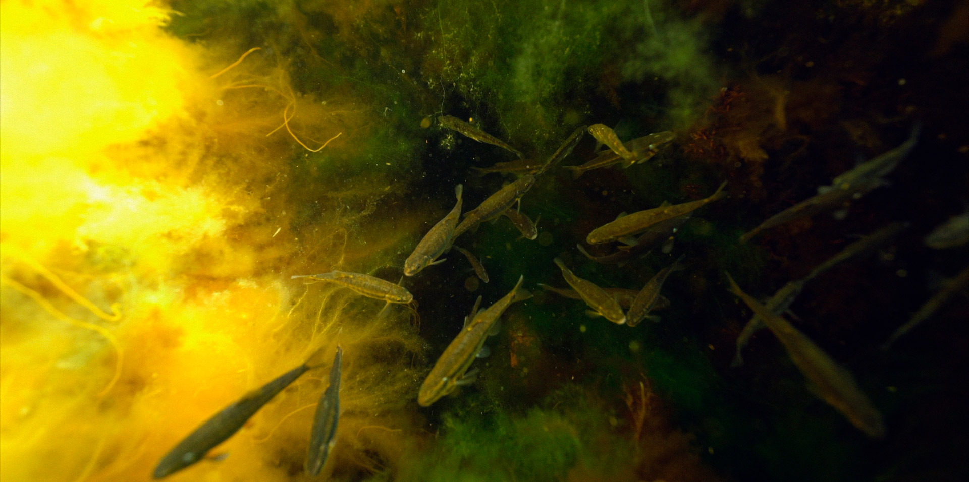 Opettele Itämeren lajeja muistipelikorteilla -tehtävä, kalat uimassa