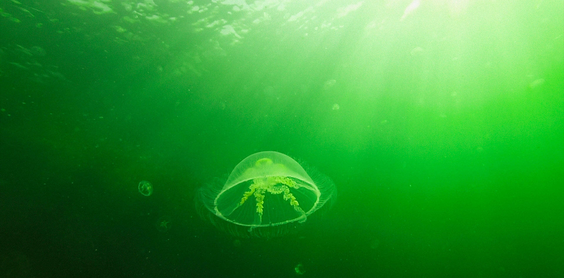 Opettele Itämeren lajeja yhdistelemällä kortteja -tehtävä, meduusa meressä