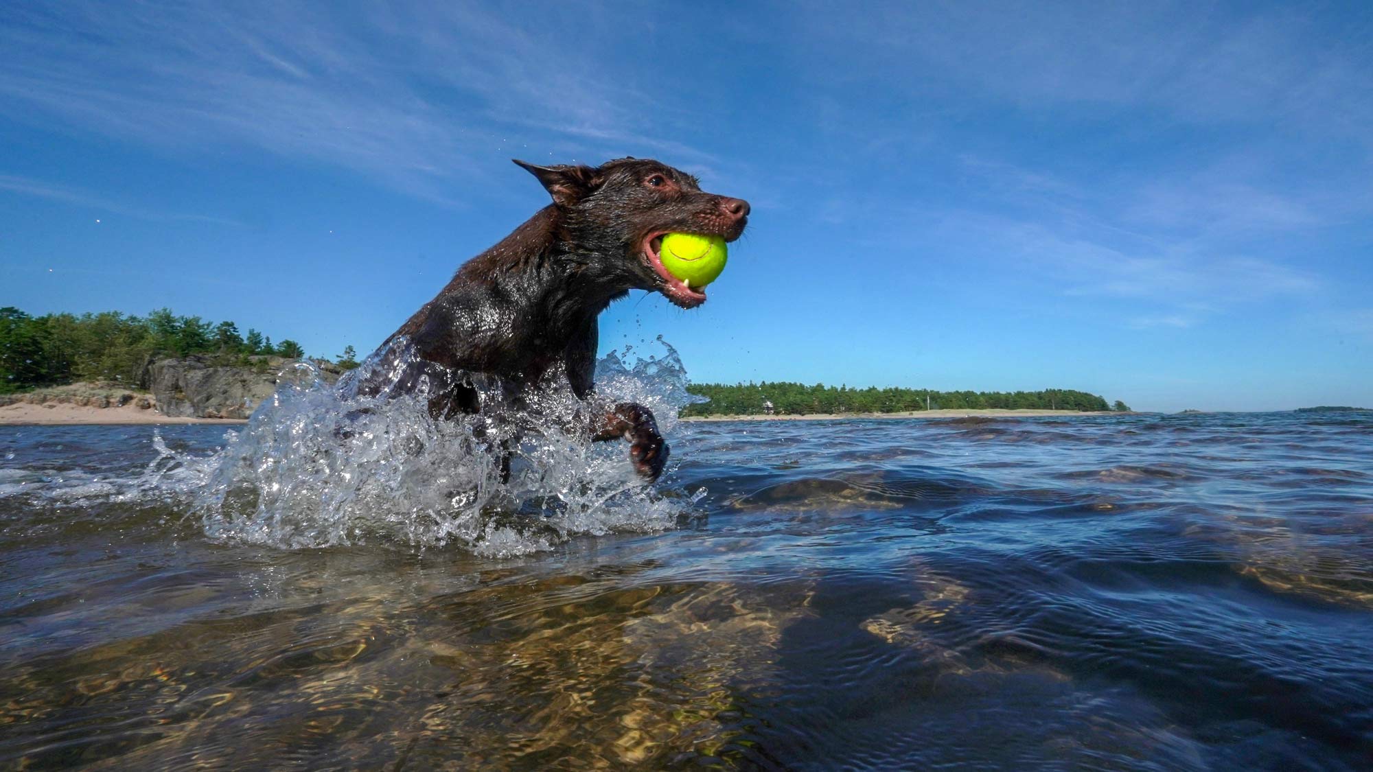 Pelaa Itämeri Aliasta -tehtävä, koira noutamassa palloa meressä