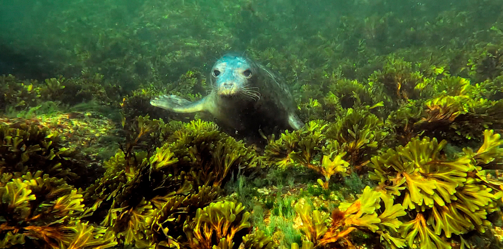 Tee draama Itämeren eläimestä -tehtävä, hylje meressä
