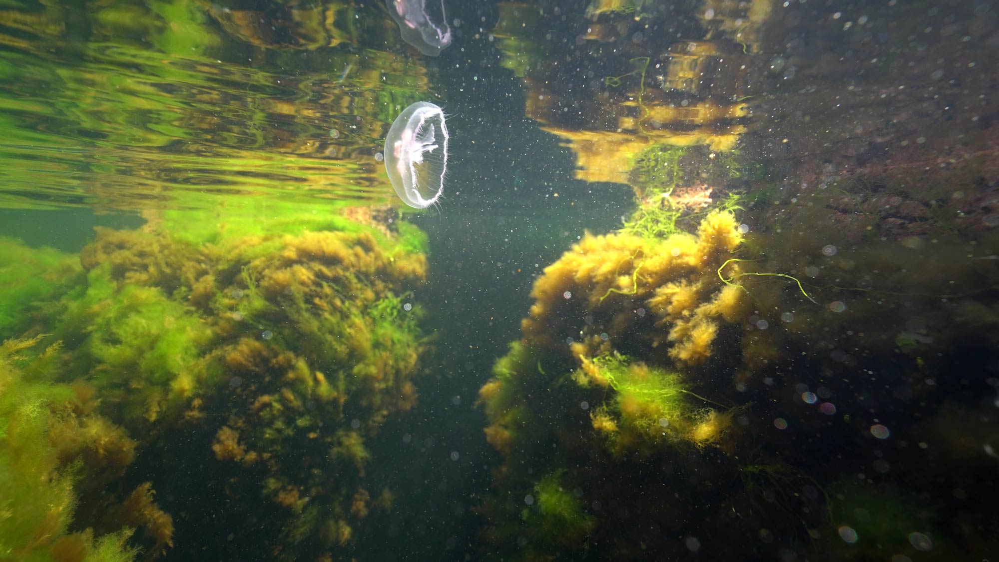 Tee ohjeet Itämeren suojeluun -tehtävä, meduusa meressä