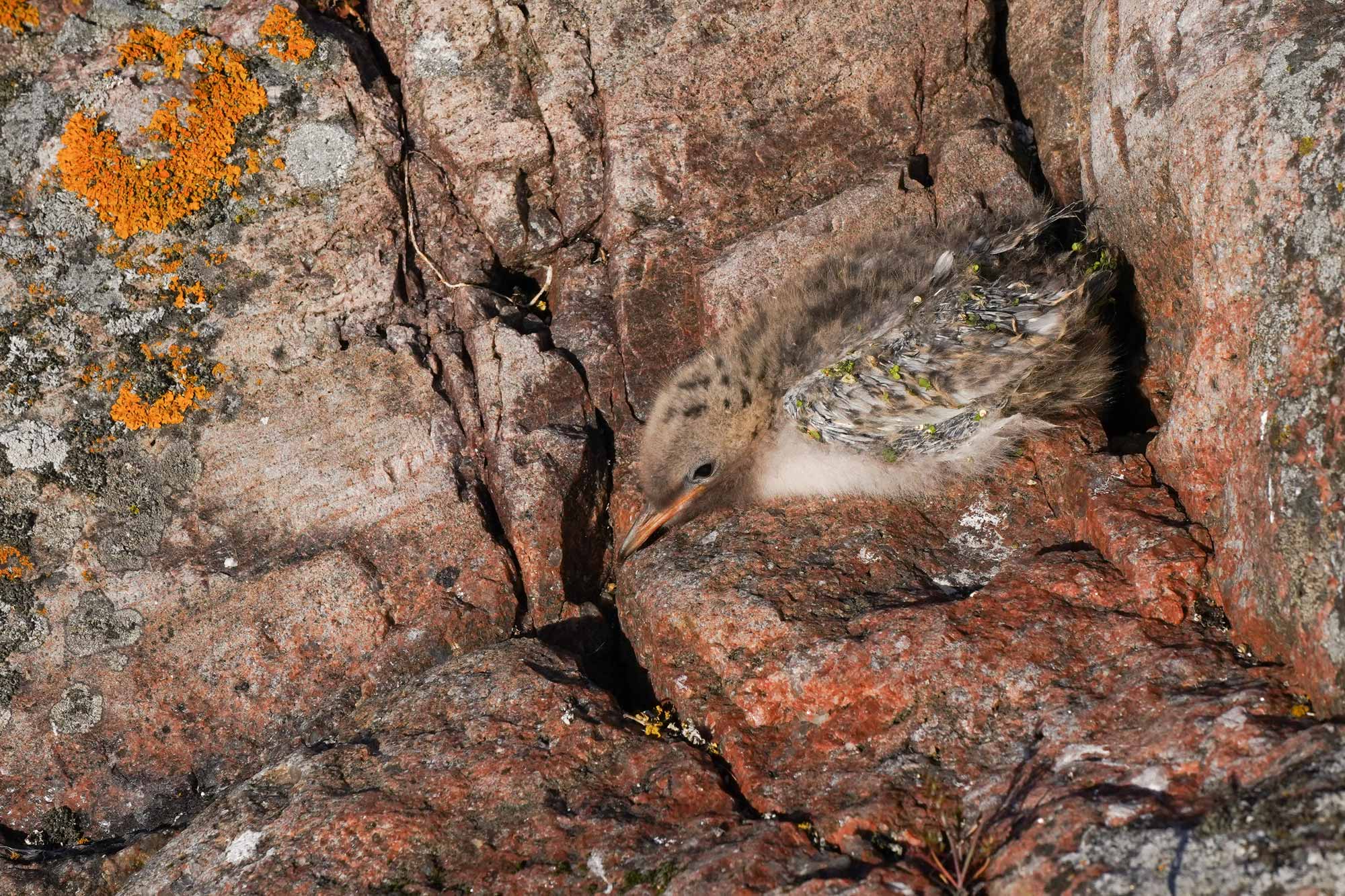 tee sarjakuva -tehtävä, lintu kalliolla