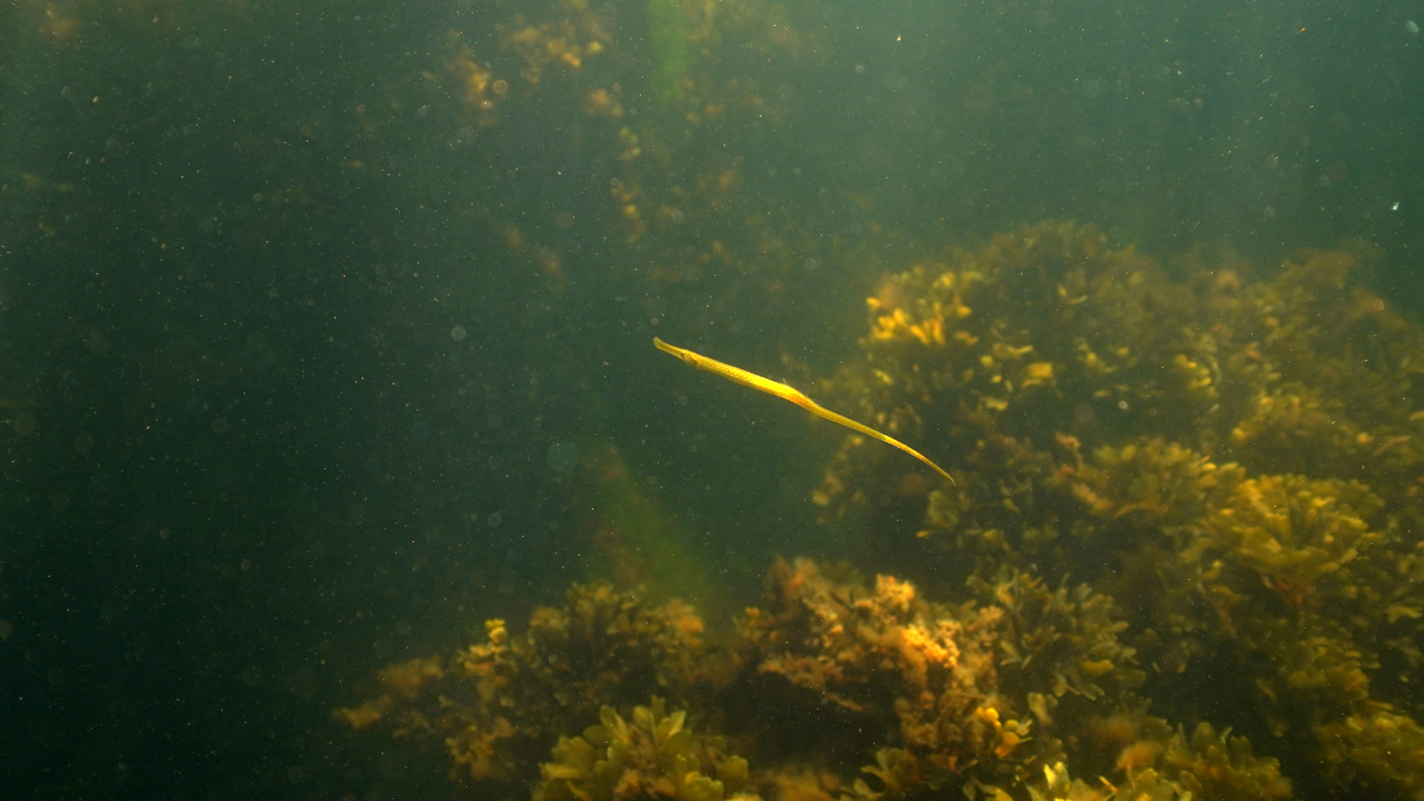 Tunnista ja tutki Itämeren lajeja -tehtävä, kala uimassa