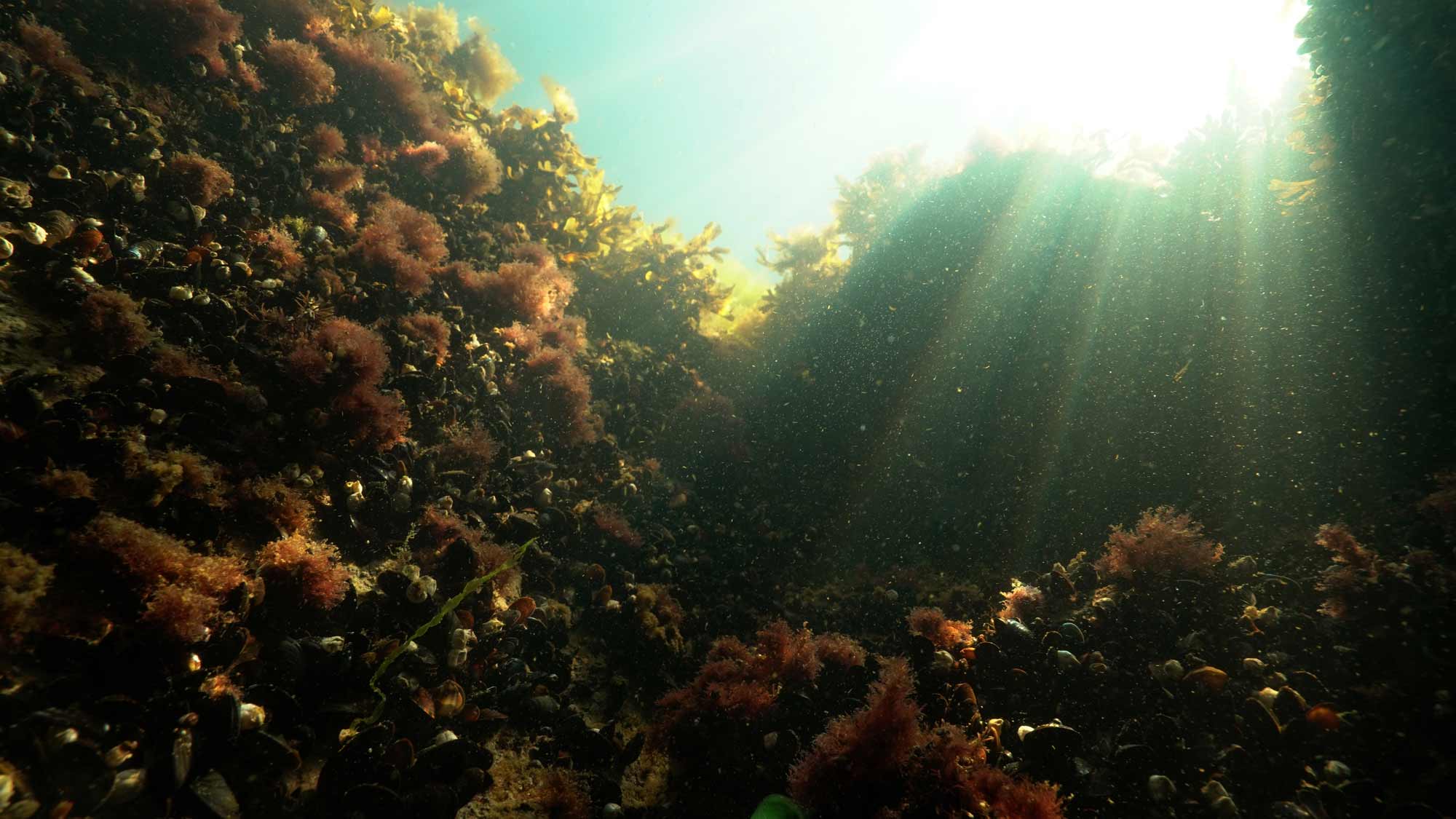 Näkösyvyys, Minun mereni