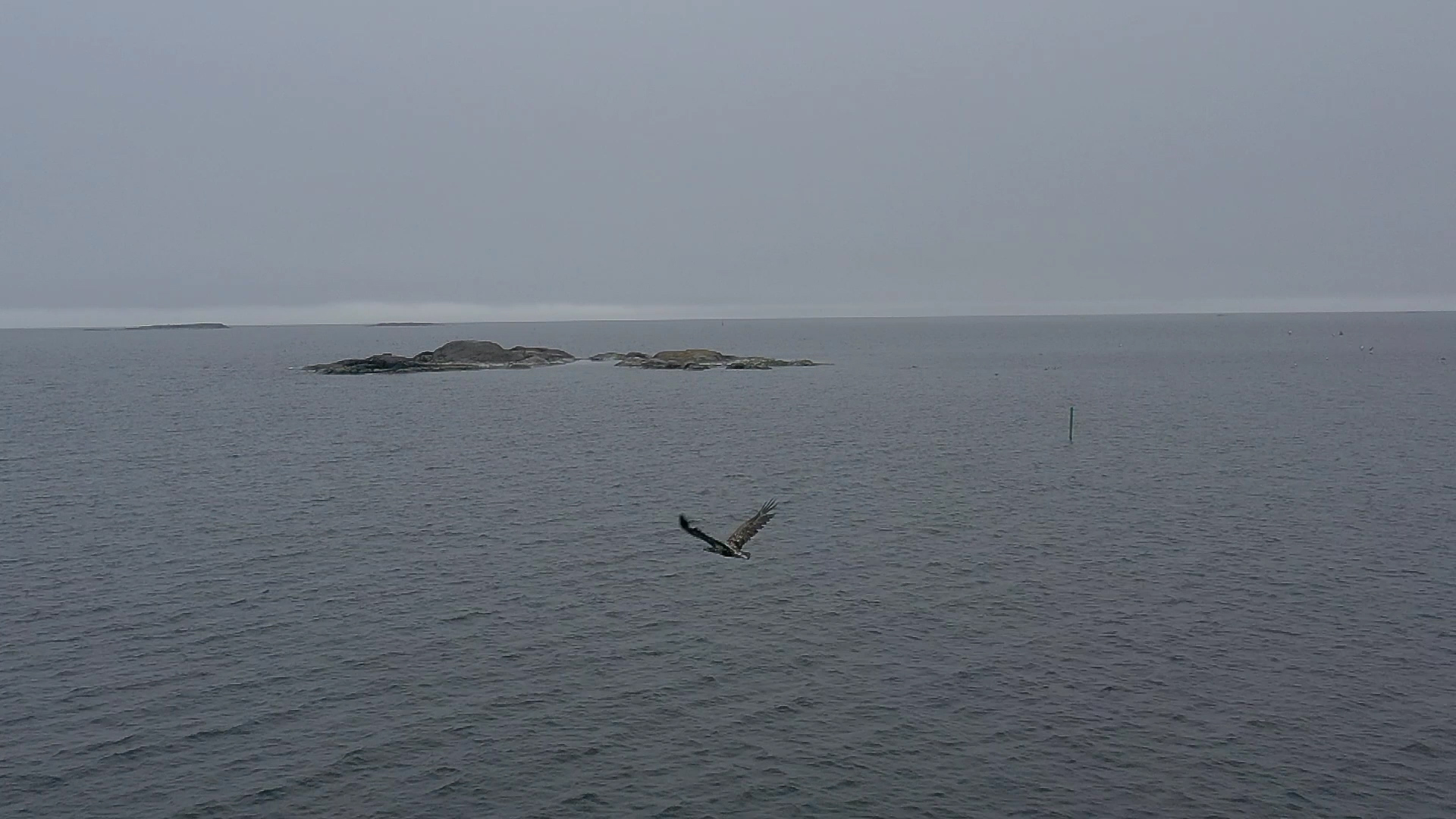 Minun mereni, Pohdi “villiinnyttämistä” ja ekosysteemin dynaamisuutta