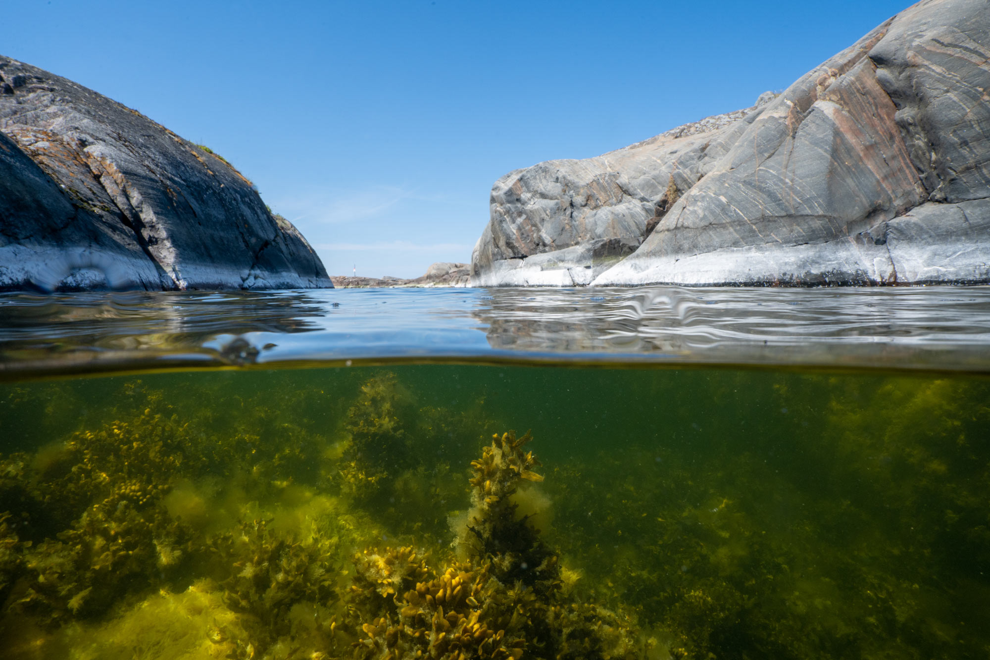Tutki ja pohdi rehevöitymistä, Minun mereni