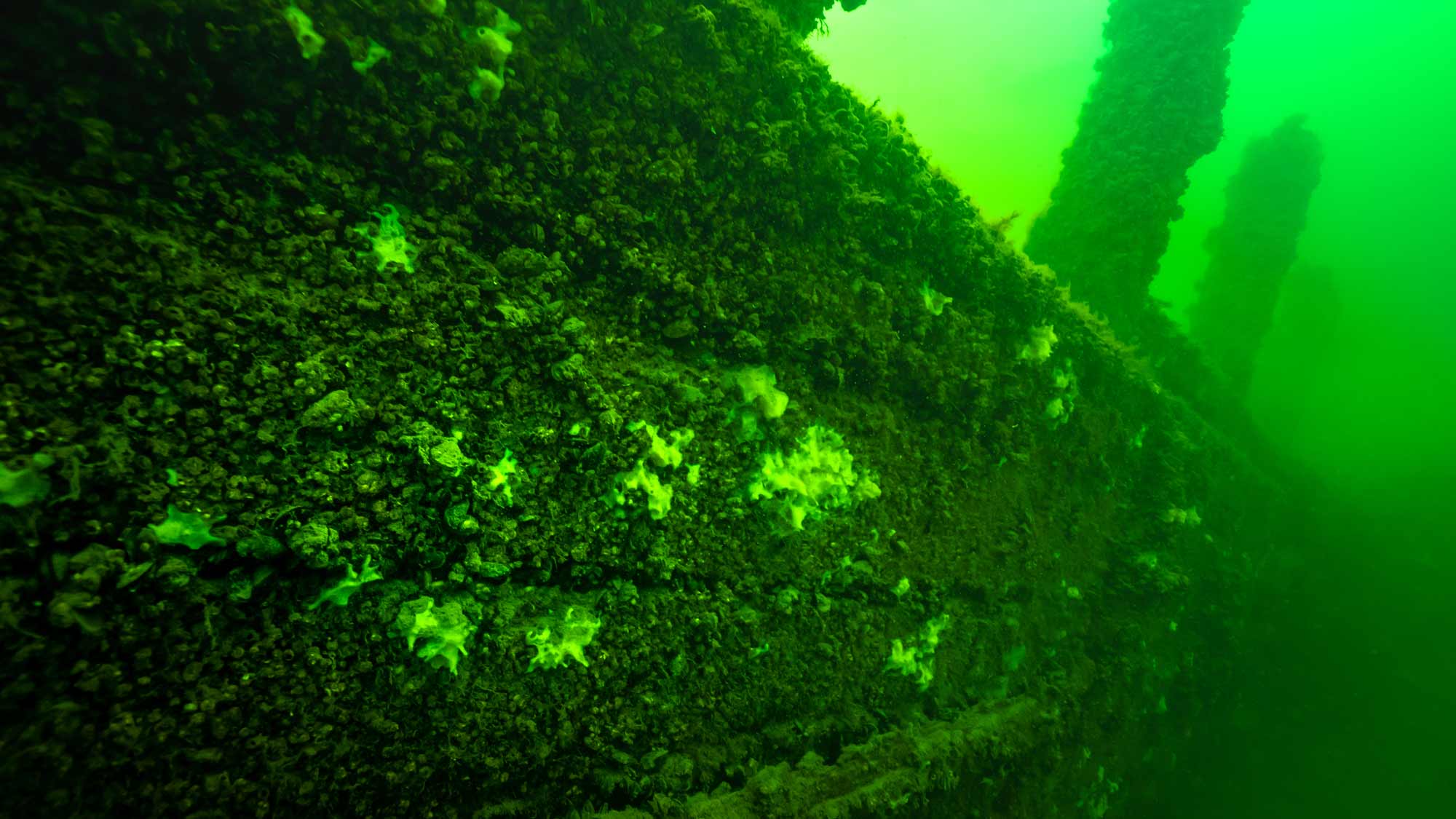 Tutustu Itämeren hylkyihin, Minun mereni